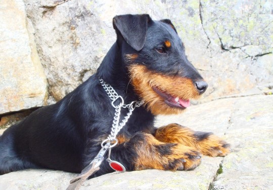 Bild Einsatz des DJT